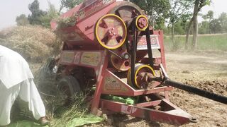 Mustard oil seed