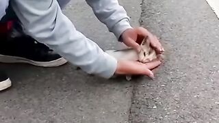 Great Kitten rescue