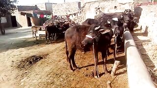 my village dery forame.