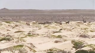Desert Lion hunting Gemsbok