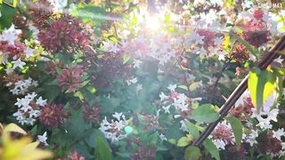 The most beautiful Flower In World