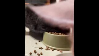 Funny Animals  Compilation 2023