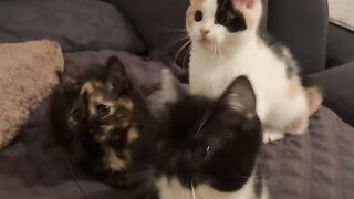 Funny cats