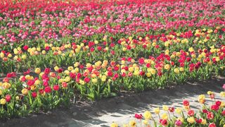 Nature Beauty Flower 0098