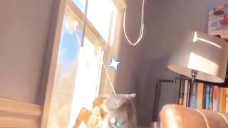 Funny animals dog's cat's