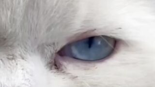 My Odd-Eyed Cat Cotton
