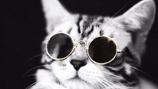 Stylish cato