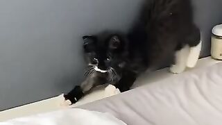 Funny cats 113