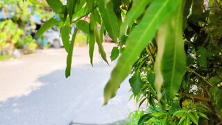 Windy under the tree