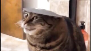 Cats silliest creature on earth