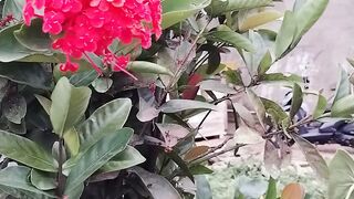 Beautiful flowers in the yard