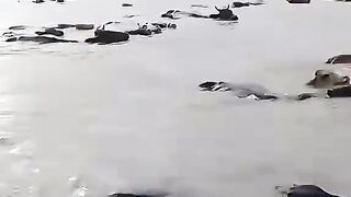 বন্যায় কিভাবে গরুগুলো ভেসে যাচ্ছে