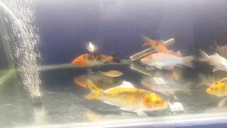 ikan aquarium
