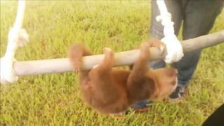 Baby Sloths Being Sloths - FUNNIEST Compilation.