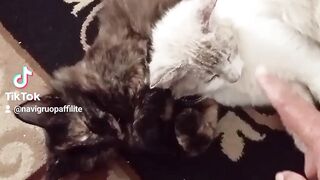 for edling often lie down