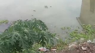 proses pembuatan kolam tanah untuk pembesaran lele