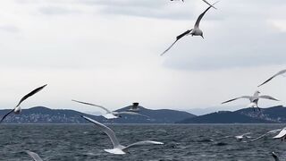 Comment yes! If you love birds ????