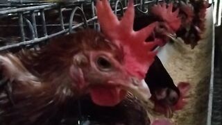 Laying hens