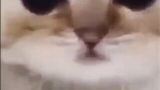 Kitten Transformation