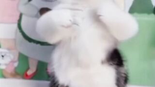 Cat dance 8