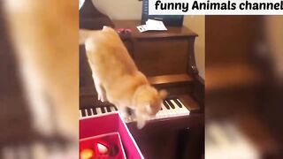 funny animals video 2024 woman and animal funny video