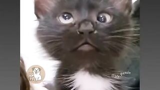 Funny video for cat 2