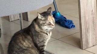The cat pimkie
