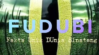 Fakta unik Lumba - Lumba