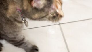 Pimkie,the cat