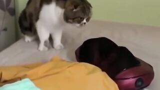 Funniest Cats and Dogs ???????? _ Funny Animal Videos 4