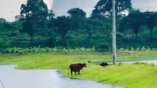 __???? ঈশ্বরদী_ পাবনা।