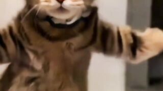 Funny cat dance ???????????? 2