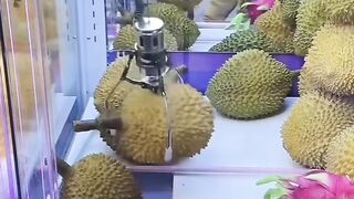 CAPIT DURIAN WAW!!! SIAPA YANG MAU