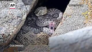 Newborn rattlesnakes at a Colorado 'mega den' are making their live debut