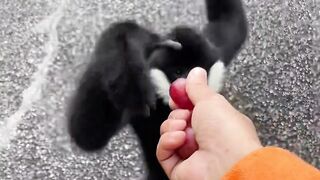 Black monkey 2