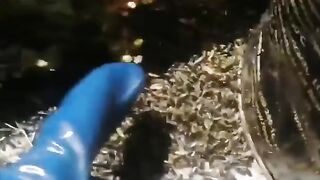 Омерзительные жуки сплошным потоком атаковали улицы и магазины в Югре