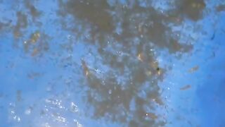 Cek larva lele yang baru menetas ! SEMPURNA