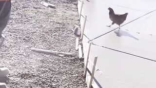 Hahahah watch the end