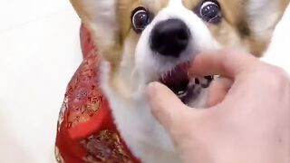 The moment you hold a grudge against your owner