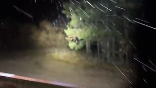 Solo Car Camping during a RAIN Storm! (Wildlife everywhere) Van Life