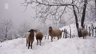 Snow Village  life and Culinary Traditions in Talesh Mountains - IRAN
