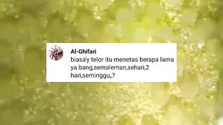 Berapa lama telur lele MENETAS❓Bagaimana kalau lambat MENETAS atau GAGAL menetas (BONOR)