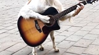Funny video