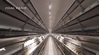 Quail Farm - How China Farmer Raised Millions Quail For Meat,Eggs - Quail Processing in Factory
