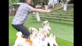 WOW????Attractive dogs jump!