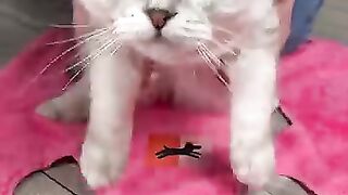 How_to_trim_your_cat`s_claws