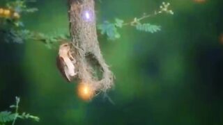 Telawat quran  video