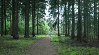 FOREST RELAXING