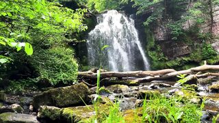 FOREST AND WATERFALL SCENE