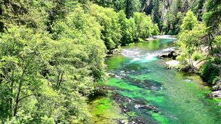 FOREST AND RIVER SCENE